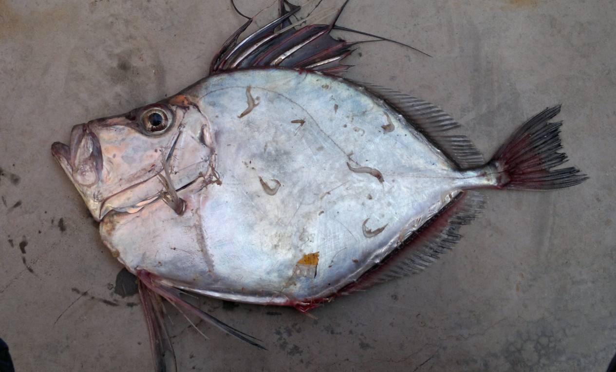  p>海鲂目(zeiformes)是 a target="_blank" href="/item/硬骨鱼纲