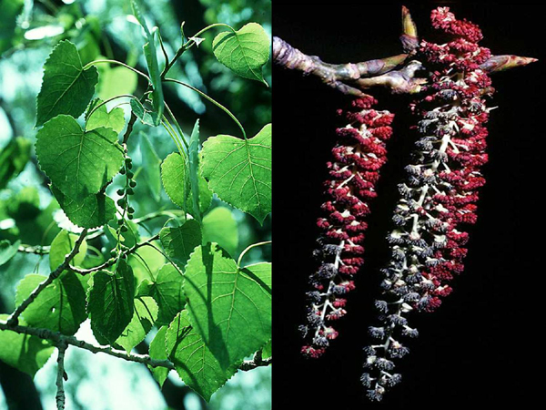  p>杨树(拉丁语学名: i>populus /i>l.