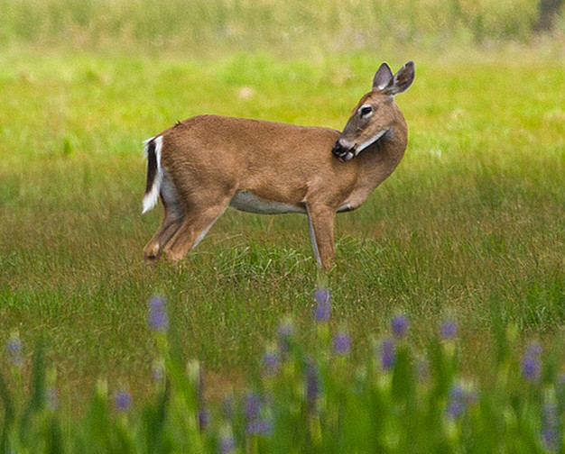白尾鹿佛罗里达亚种