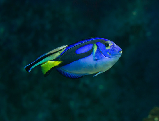  p>拟刺尾鲷( i>paracanthurus hepatus /i>):又称蓝倒吊,刺尾鱼科副