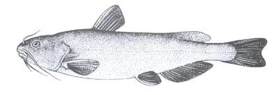  p>中臀拟鲿(学名: i>pseudobagrus medianalis /i>)为鲿科拟鲿属的