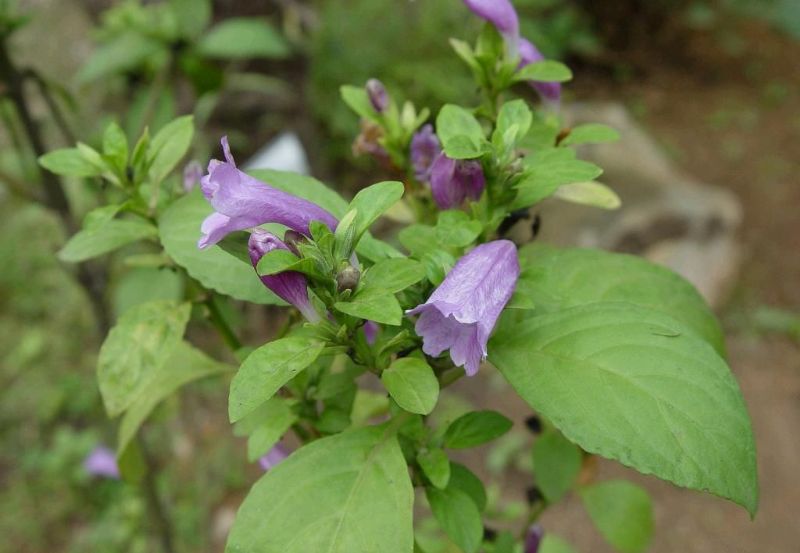  p>翅柄马蓝,是 a href="#" data-lemmaid="