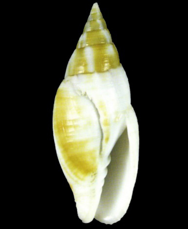  p>巴伯笔螺是一种新腹足目,笔螺科类生物.螺壳尺寸30 - 54 mm.