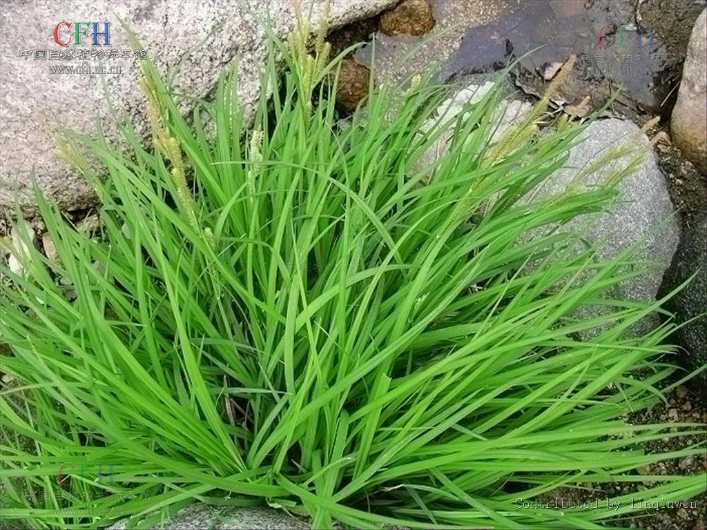 carex dielsiana kukenth.