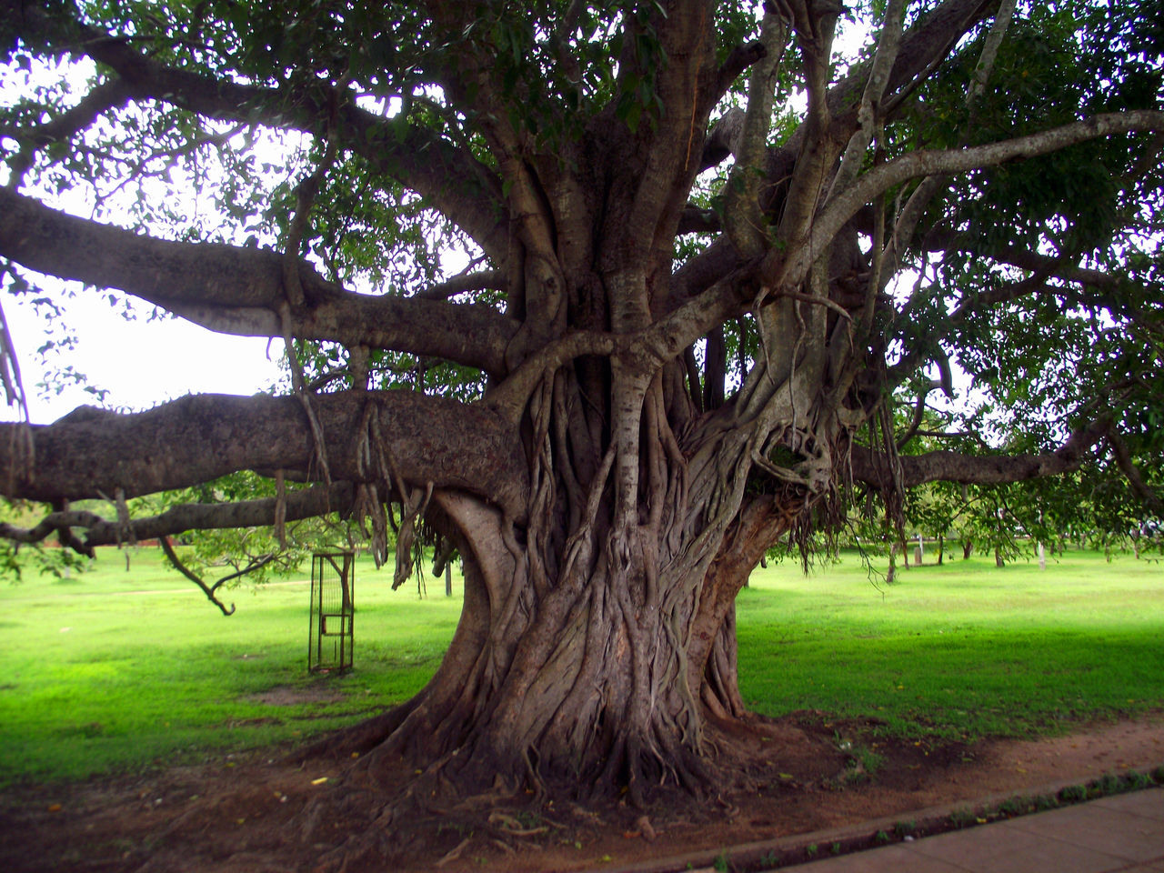 p> b>榕树 /b>(学名: i>ficus microcarpa /i>  linn. f.