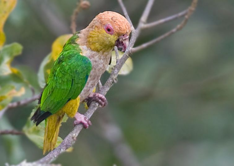 顶冠 ,颈部,后枕和脸颊的上部橙色.