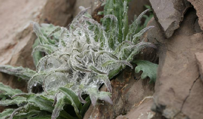  p> b>绵头雪兔子 /b>(学名: i>saussurea laniceps /i>)为 a href="