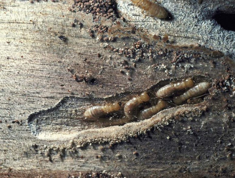  p>湿木白蚁是一种动物,英文名zootermopsis spp,呈褐色,体长5 - 10