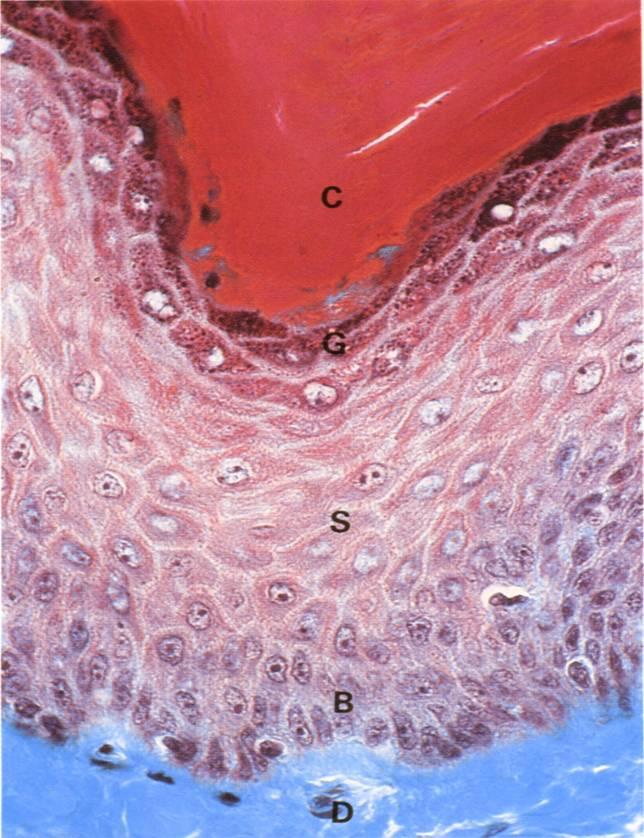 非角质形成细胞