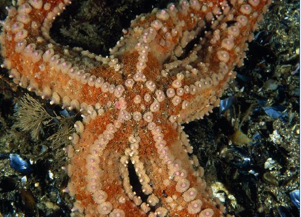starfishes