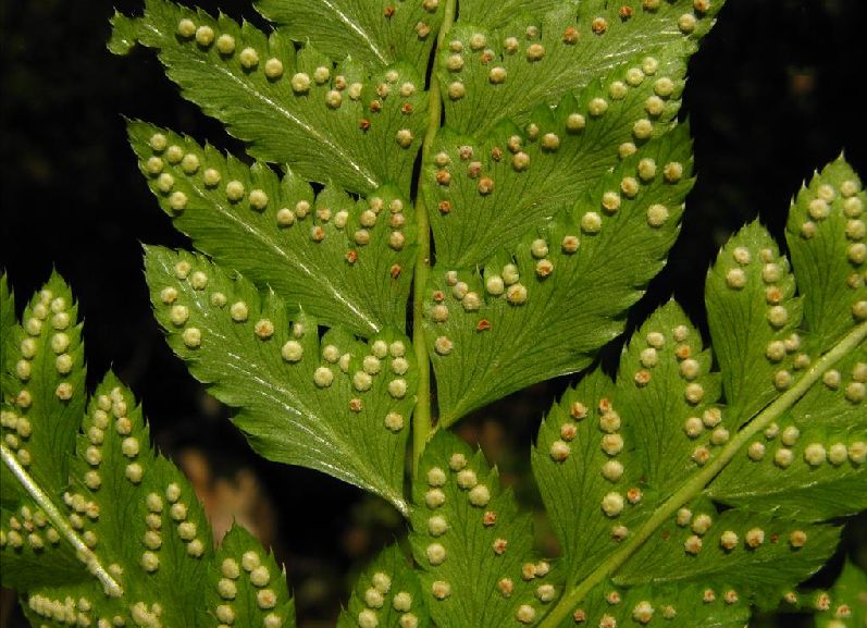 arachniodes rhomboidea (wall. ex mett.) ching