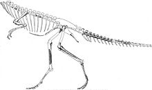 斯基龙(segisaurus)