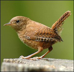  p>鹪鹩科(troglodytidae )是鸟纲雀形目中的一个科.