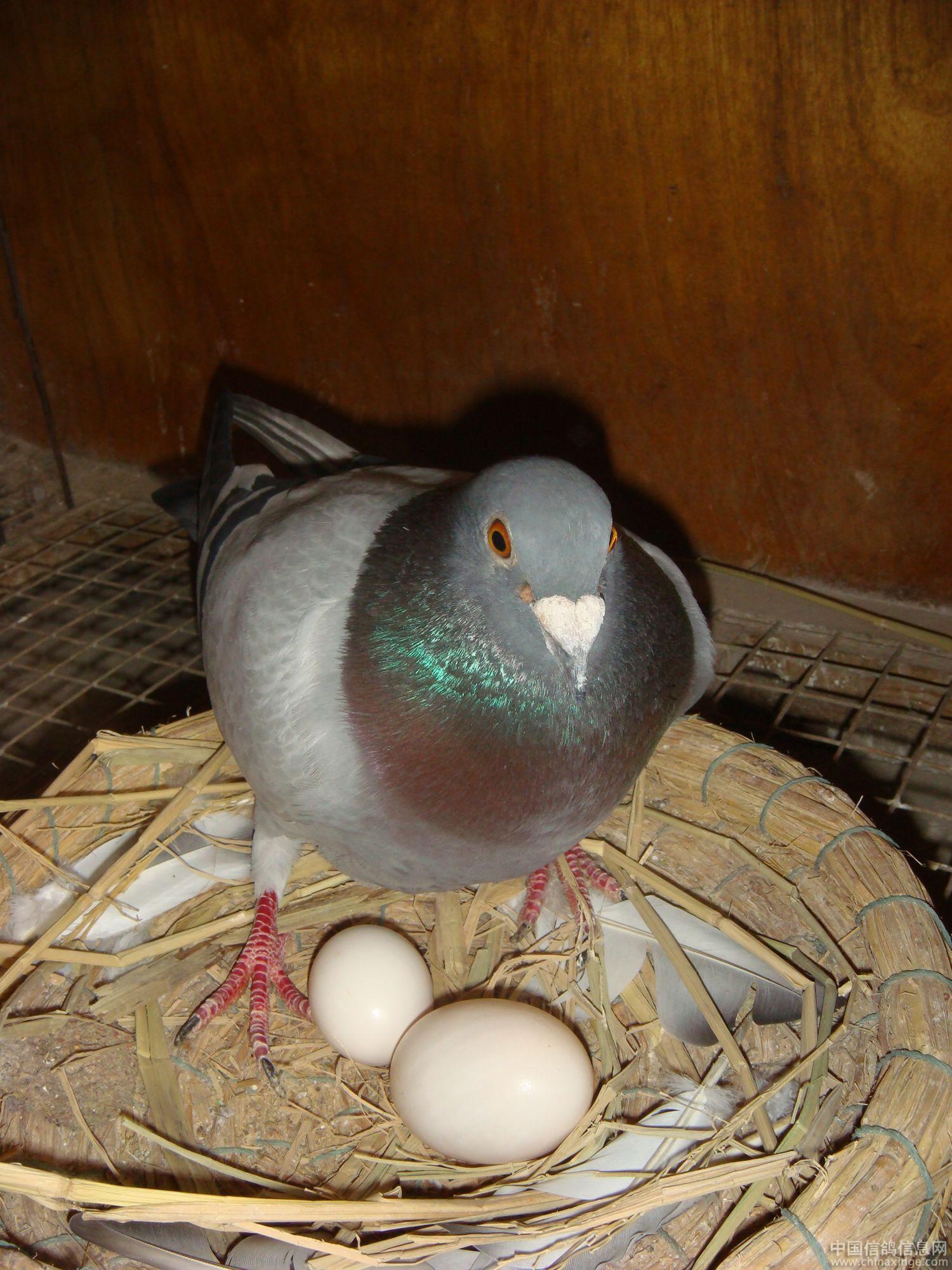 鸽子蛋