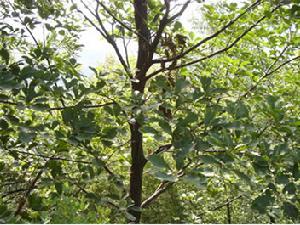  p>柞木(拉丁学名: i>xylosma racemosum(sieb. et zucc.)miq.