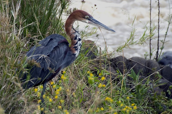 gnbaqsi9is">巨鹭(学名: i>ardea goliath /i>):是世界上最大的鹭科 a