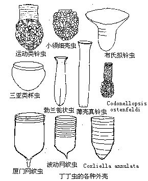  p>丁丁虫亚目(tintinnina)是 a href="#" data-lemmaid="2749689">