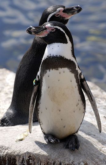 penguin humboldt spheniscus humboldti