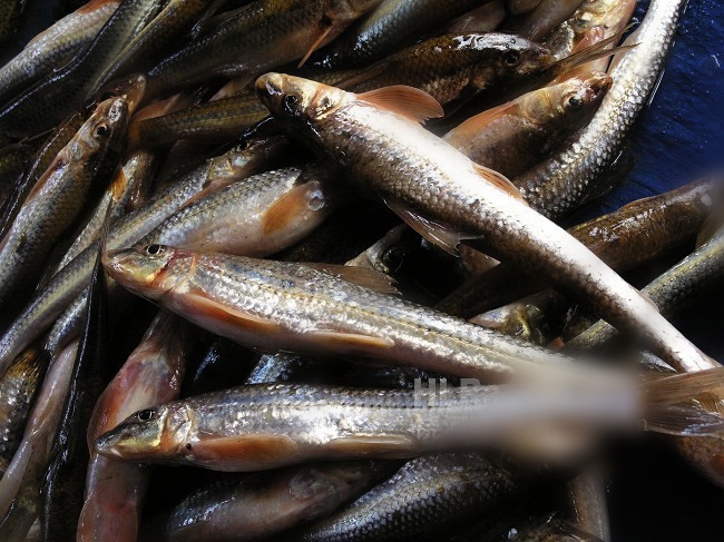  p>蛇鮈为栖息于江河,湖泊中的中下层小型鱼类,喜生活于缓水沙底处体