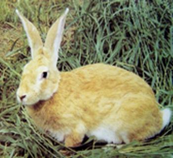 山兔,俗名别名: a target="_blank" href="/item/虎皮黄兔/9666836"