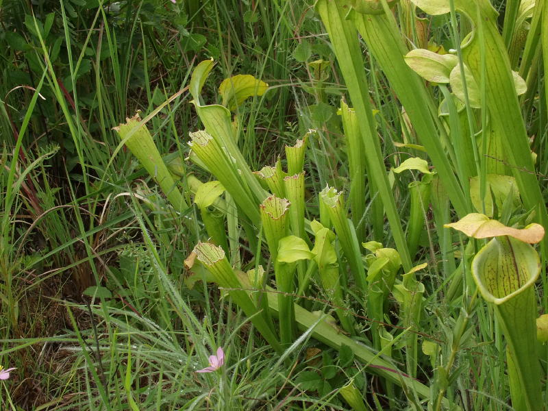  p>绿瓶子草(学名:sarracenia oreophila)是一种相对体形较大,气质