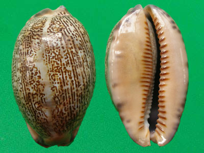  p>阿拉伯宝螺(学名:mauritia arabica arabica)是腹足纲宝螺科的 a