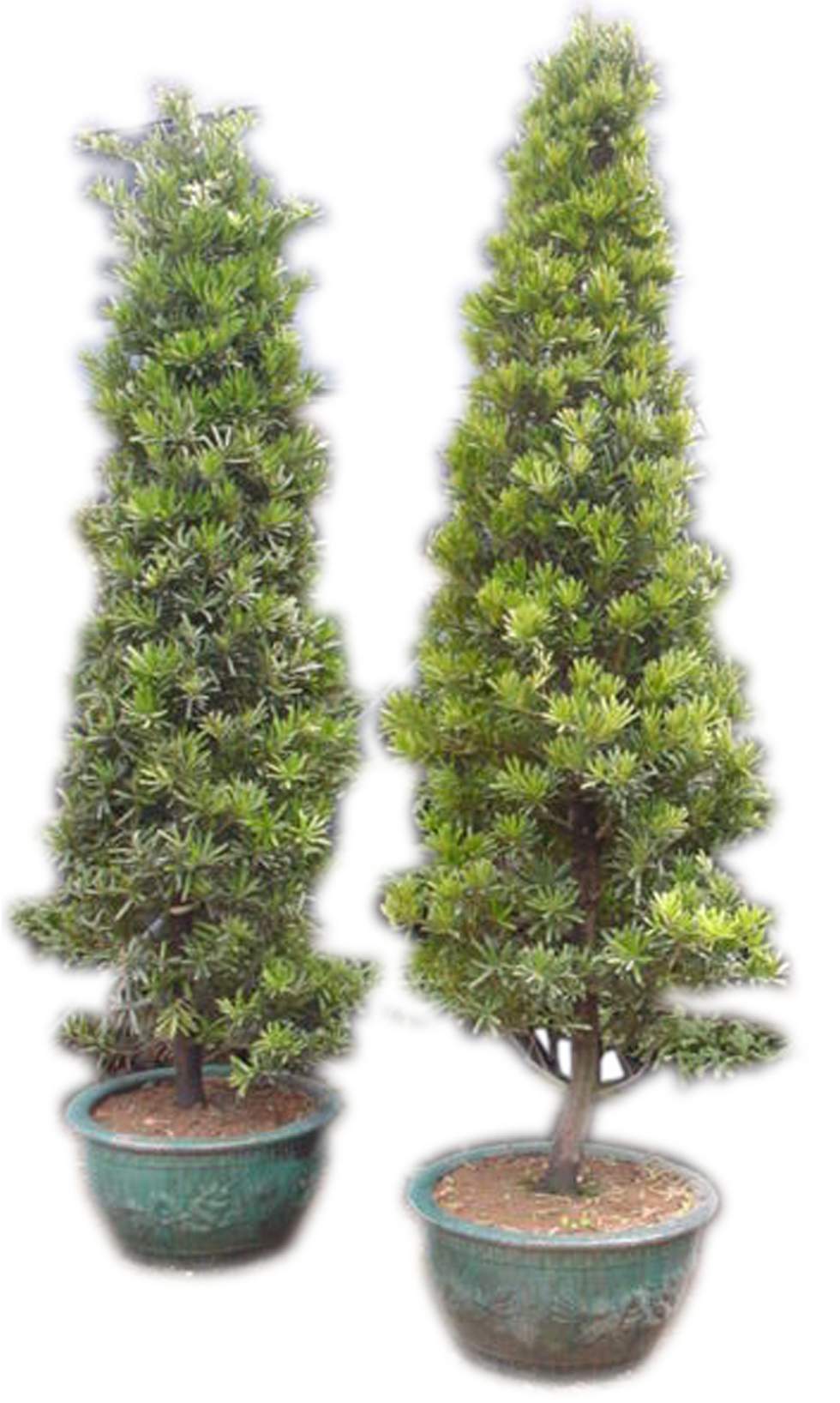  p>阔叶树:叶子宽阔的树.