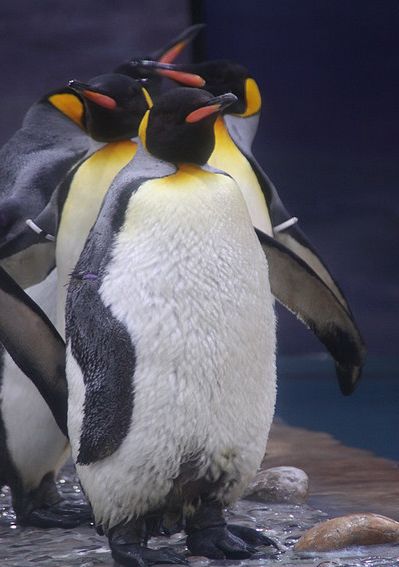  p>王企鹅(学名: i>aptenodytes patagonicus /i>