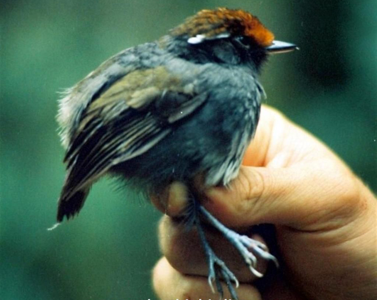 conopophaga castaneiceps