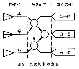 了色觉理论,其中最有代表性的是赫尔姆霍兹的三色说和黑林的四色说