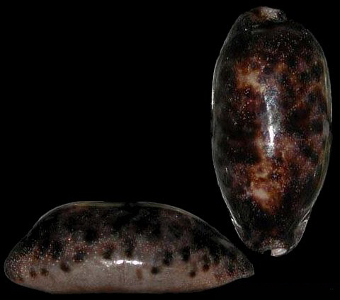 href="#" data-lemmaid="417529">软体动物 /a>