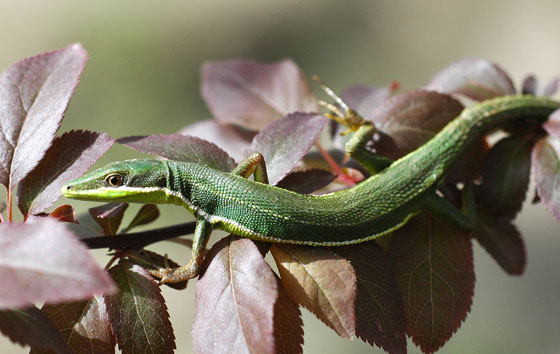  p>崇安草蜥(platyplacopus sylvaticus)是蜥蜴科地蜥属的一种动物