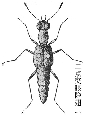 二点突眼隐翅虫