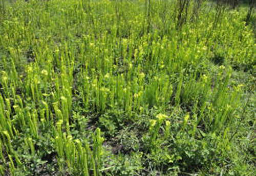  p>绿瓶子草(学名:sarracenia oreophila)是一种相对体形较大,气质