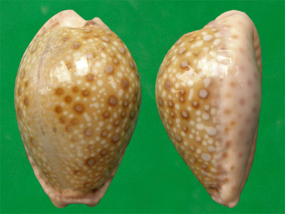  p>紫缘宝螺(学名:erosaria marginalis marginalis)是腹足纲宝螺科的