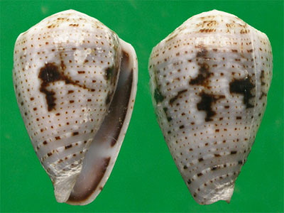  p>花冠芋螺(学名:miliariconus coronatus)壳较粗短,质厚.