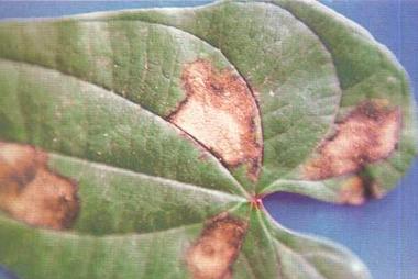 药用植物山药斑枯病是一种病害,主要为害叶片,该病秋季发生比较