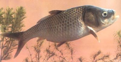  p>大头鱼 /p> p>大头鲤(cyprinus (c.