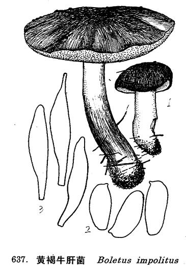 boletus subsplendidus chiu