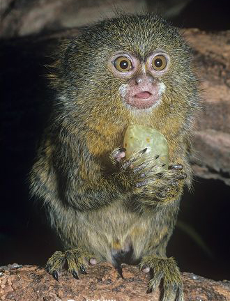  p>侏狨是生活在 a target="_blank" href="/item/南美洲/138913"