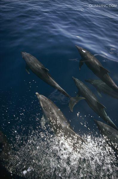 宽吻海豚