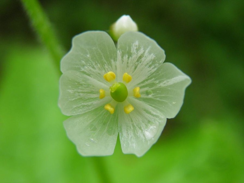 skeleton flower