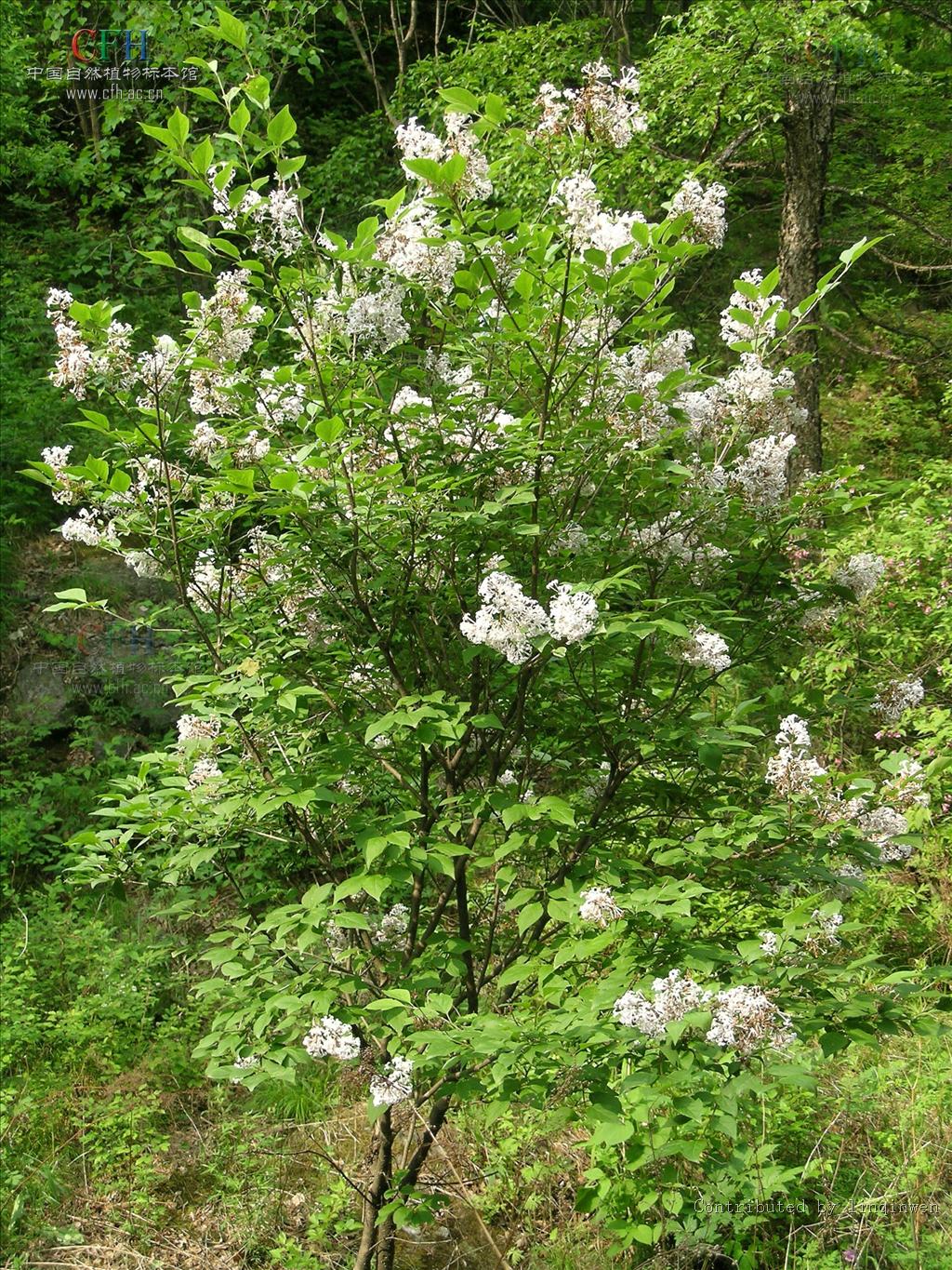  p>毛丁香( a href="#" data-lemmaid="8074290">学名 /a>: i>syringa