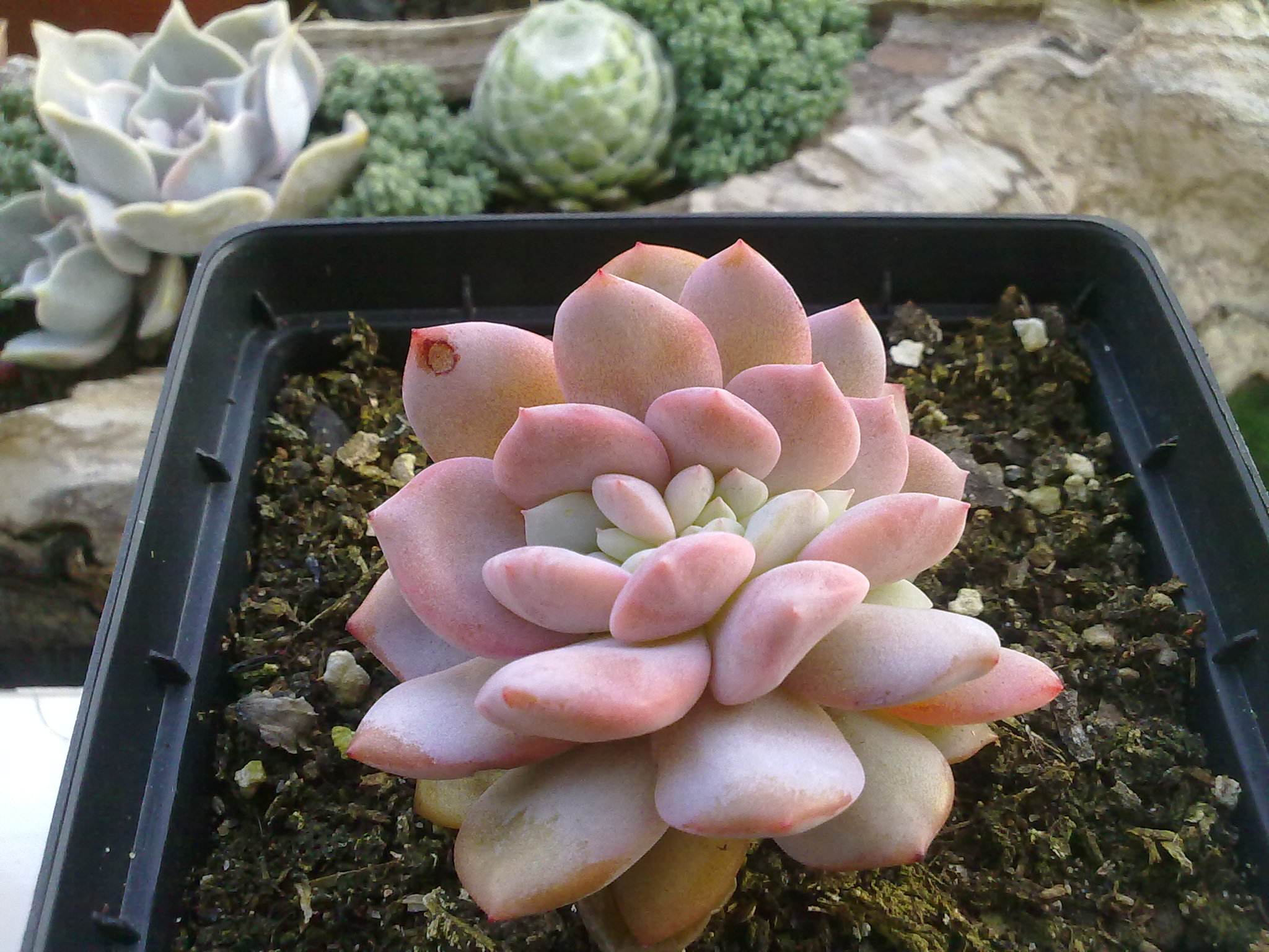 芙蓉雪莲