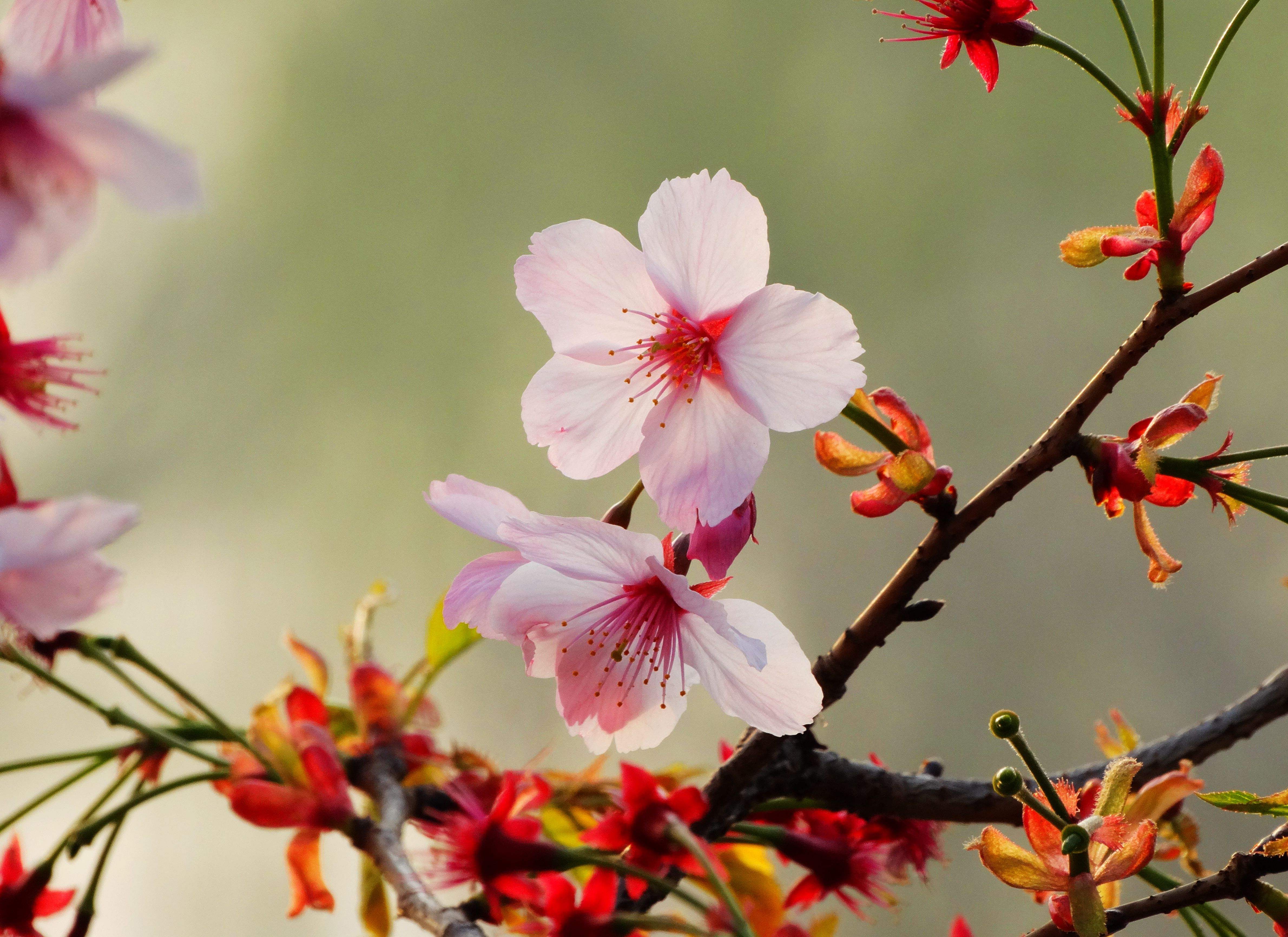  p>垂枝大叶早樱(学名: i>cerasus subhirtella /i> (miq.) sok. var.