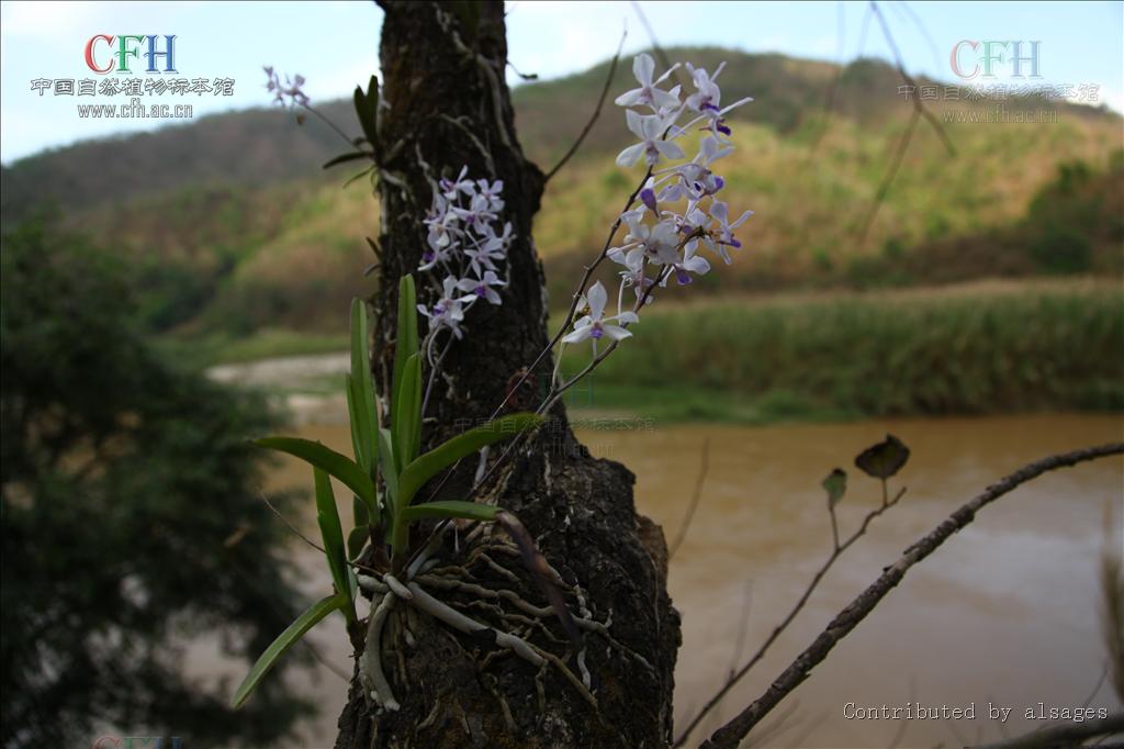  p>小蓝万代兰(拉丁学名: i>vanda coerulescens /i> griff b> i>.