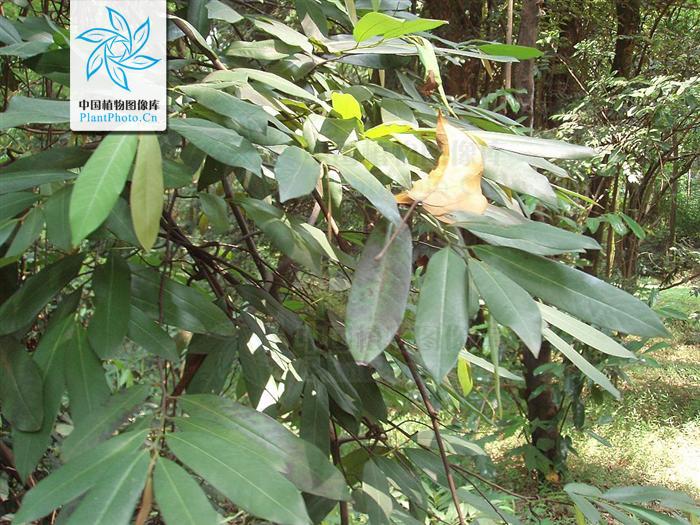 eucalyptus alba reinw.