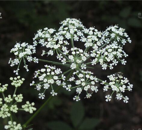  p>大齿山芹(学名: i>ostericum grosseserratum /i>  (maxim.