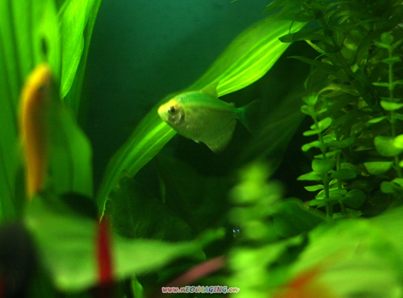  p>彩裙鱼又名灯火鱼,是 a href="#" data-lemmaid="1532985">黑裙鱼 