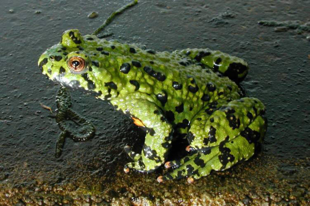  p>多彩铃蟾成蛙4～5厘米,背部为灰褐色,腹部黄色或橙色,有深色斑点.